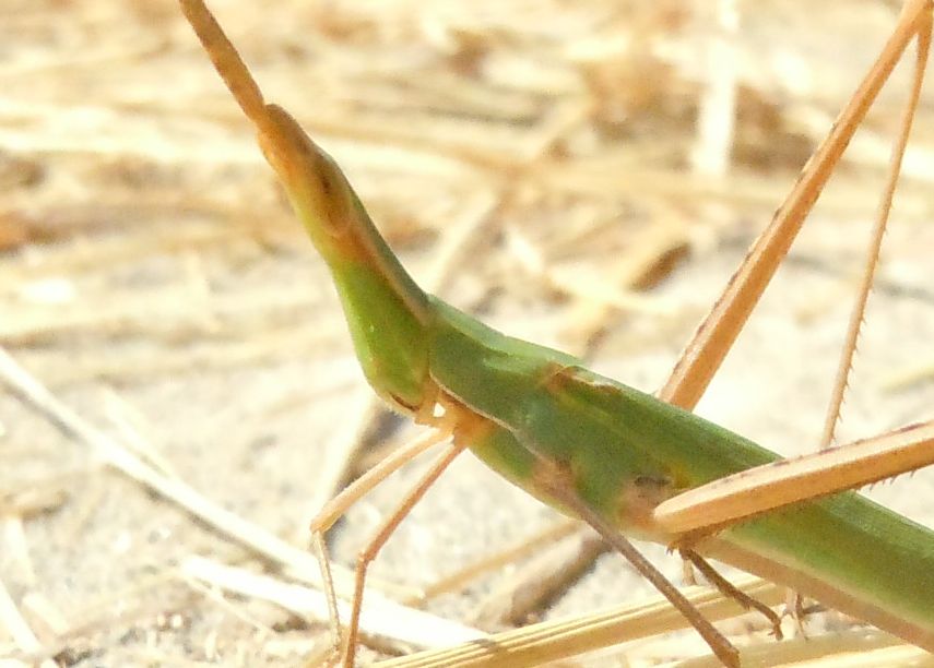 Acrida ungarica mediterranea?